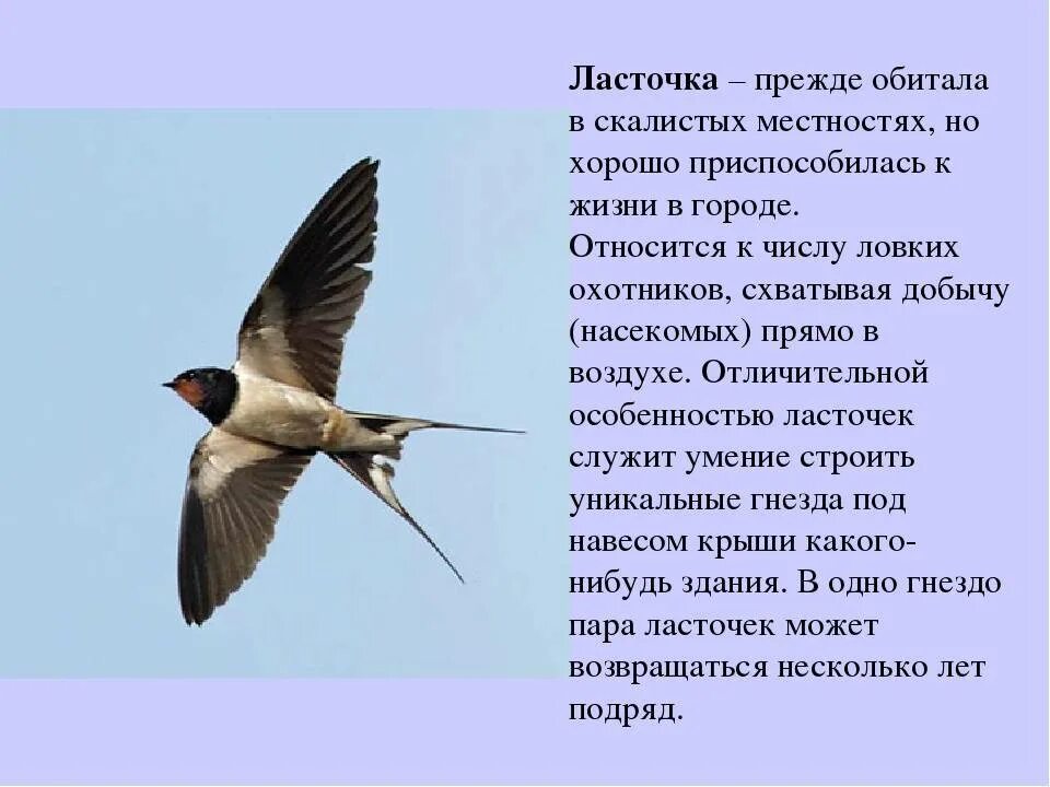 Покажи птицу ласточка. Ласточка Перелетная птица описание. Ласточка городская Перелетная птица. Перелетные птицы Ласточка рассказ. Сообщение о Ласточке.