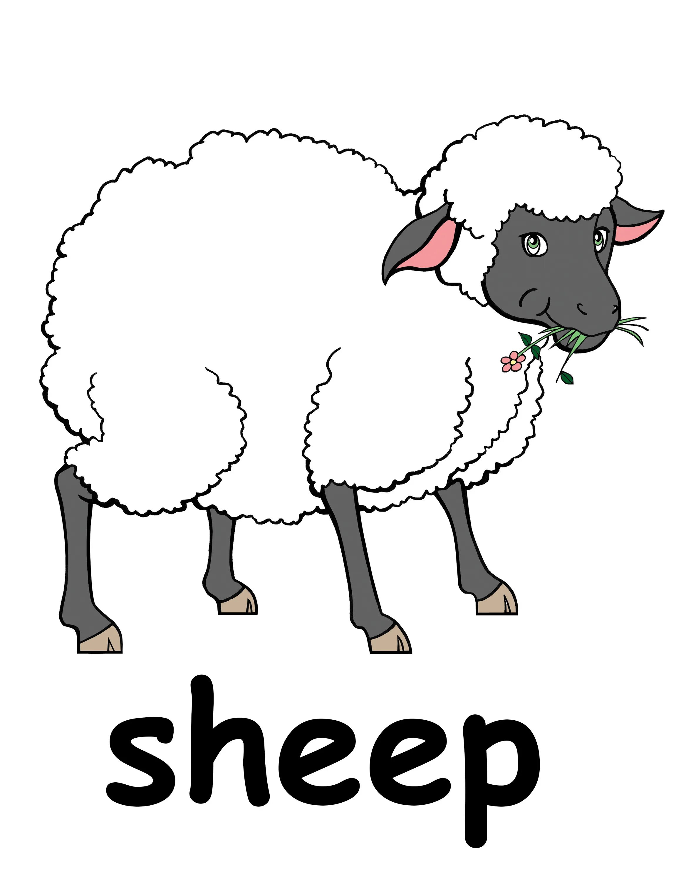 Sheep карточка на английском. Карточка sheepк для детей. Овца на английском. Овечка. Как по английски будет овца