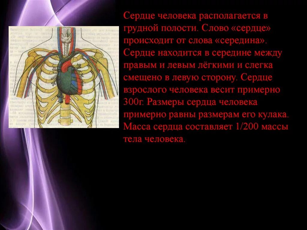 Дом где находится сердце. Сердце расположено в грудной полости. Расположение сердца у человека. Сердце человека в грудной клетке.