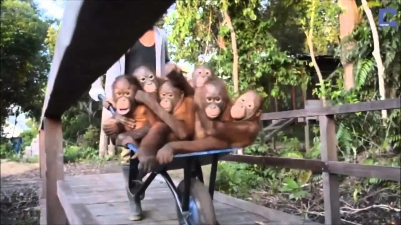 Еду еду еду пародия