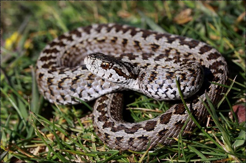 Степная гадюка. Гадюка Гюрза. Кавказская гадюка Гюрза. Гюрза Vipera lebetina.