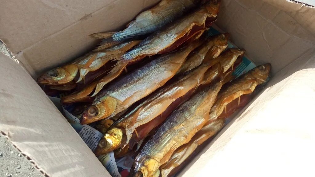 Омуль улан удэ. Омуль улан удэ. Омуль улан удэ. Омуль байкал-daily. Омуль байкальский запрет.