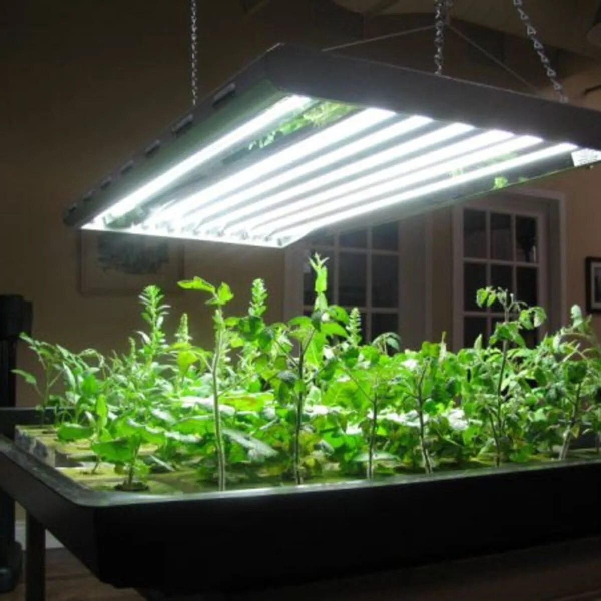 Лампа General 6500k 40 Вт для досвечивания рассады. Фитолампа led grow Light. T5 Fluorescent grow Light. Фитосветильник grow 150w. Как подсвечивать томаты