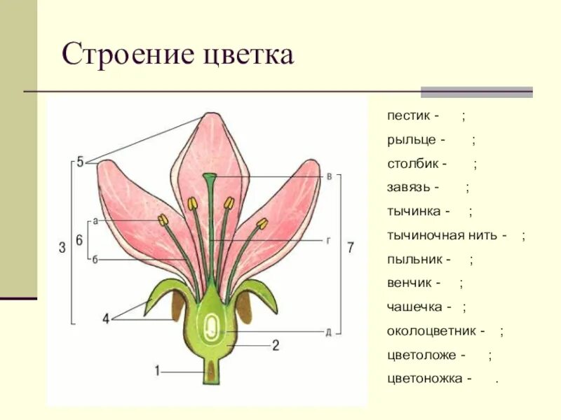Завязь функция 6 класс. Строение цветка цветоложе цветоножка. Схема строения цветка пестик. Цветок цветоложе околоцветник. Чашелистики пестик тычинки венчик.