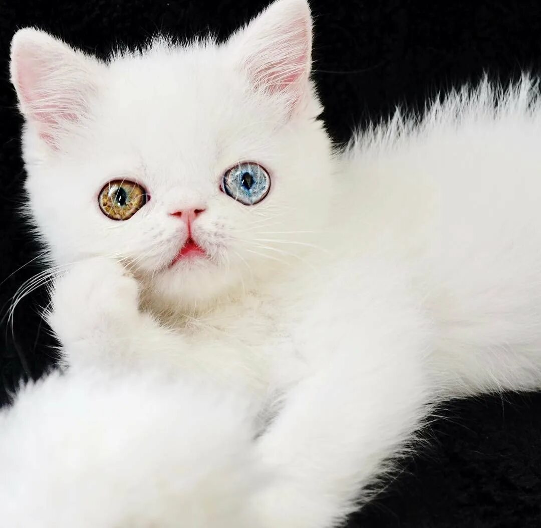 Какого цвета белый кот