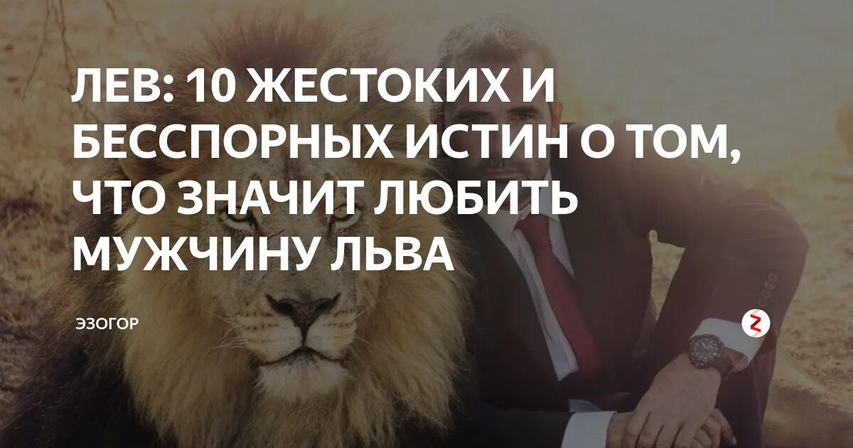 Нужно быть львом. Мужчина Лев. Люблю мужчину Льва. Мужчина как Лев. Отношение Льва с человеком.