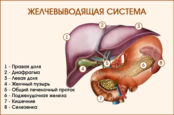 Расположена под диафрагмой в правом подреберье. Пульсация печени. Печень и желчный пузырь.