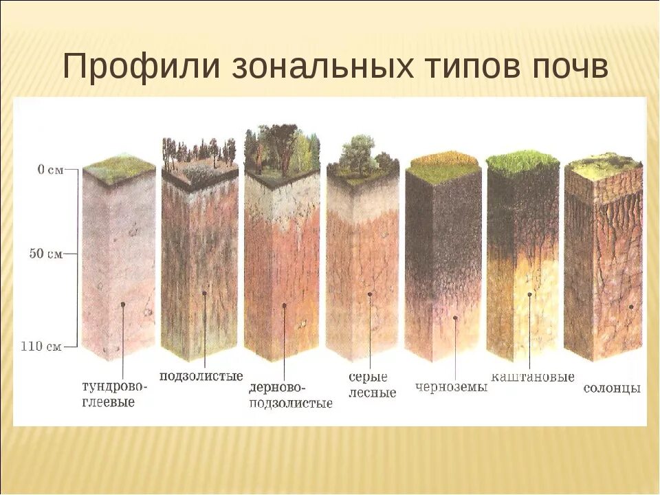 Укажите различия разных типов лесных почв. Дерново-подзолистые почвы горизонты. мощность гумусового горизонта дерново-подзолистых почв. дерново-подзолистые почвы профиль. дерново-подзолистые почвы профиль схема.