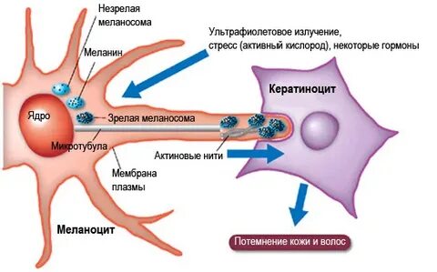 Как уменьшить меланин в глазах