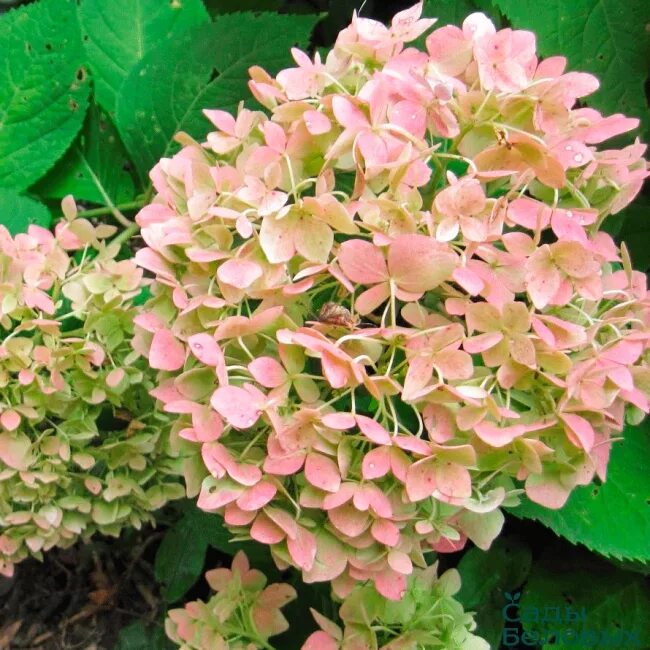 Штамбовые : Hydrangea paniculata Pastel Green ® 'Renxolor'- Гортензия метельчата