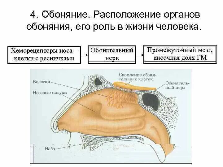 Обонятельная зона расположена. Обонятельный анализатор строение ЕГЭ. Орган обоняния обонятельный анализатор. Орган обоняния анатомия строение. Расположение рецепторов обонятельного анализатора.