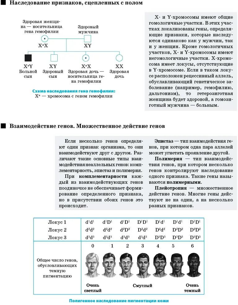 Между рецессивными генами гемофилии и дальтонизма. Гены наследование. Схема наследственности генов. Наследственные признаки генов это. Схема наследования генов у человека.