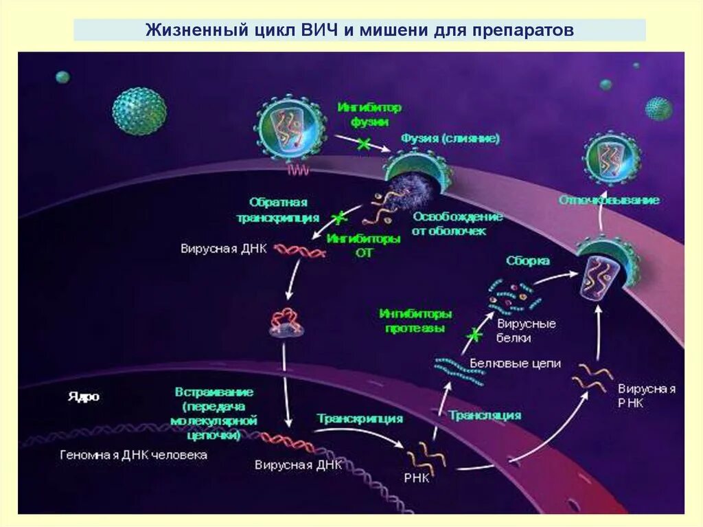 Последовательность жизненного цикла вирусов. Цикл развития ВИЧ схема. Этапы жизненного цикла вируса иммунодефицита человека. Этапы жизненного цикла вируса иммунодефицита человека ВИЧ. Стадии цикла развития вируса ВИЧ.