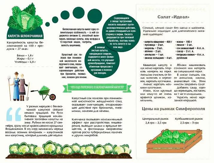 Можно ли есть капусту беременным