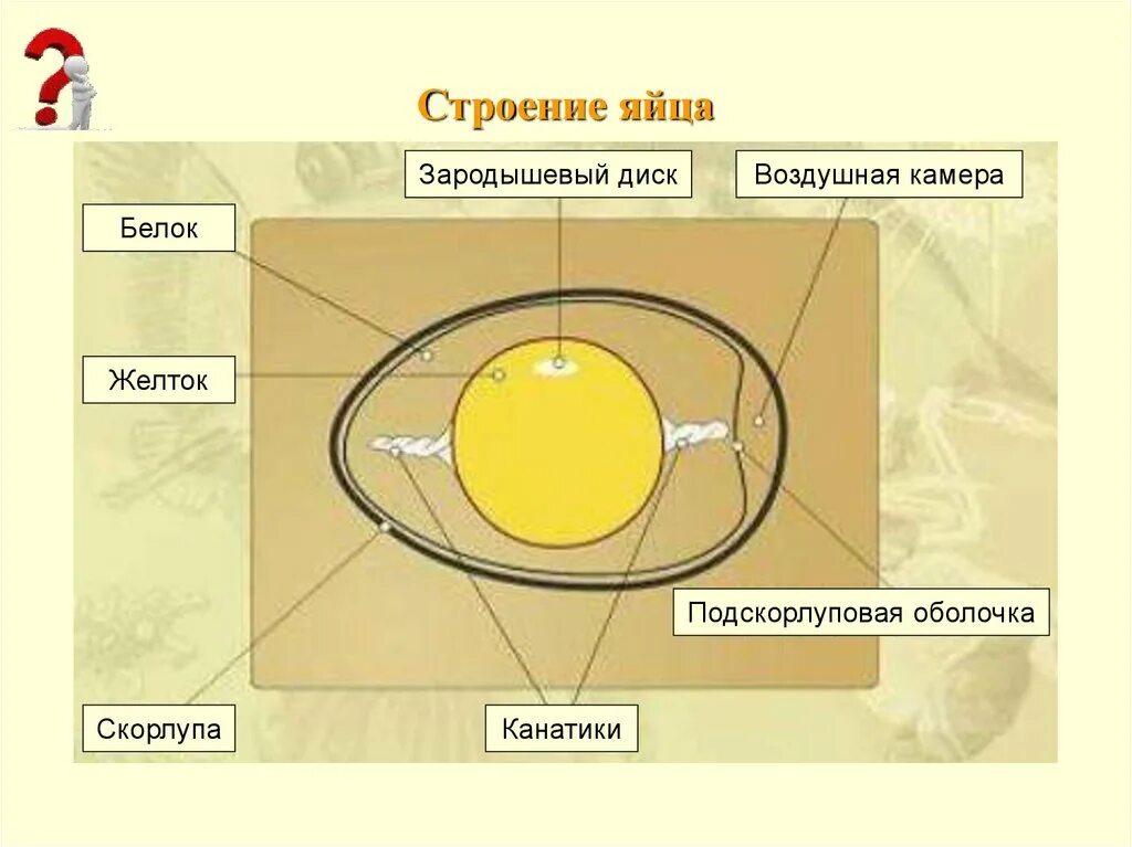 Схема строения яйца птицы. Строение яйцеклетки куриного яйца. Строение яйца птицы канатик. Строение яйца курицы. Значение яйца птицы