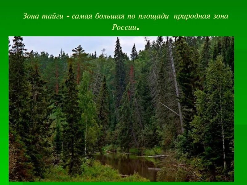 Многообразие лесов. Темнохвойная Тайга. Темнохвойная Пихтовая Тайга Сибирь. Темнохвойная Тайга Сибирь река. Темнохвойная Тайга России в европейской части.