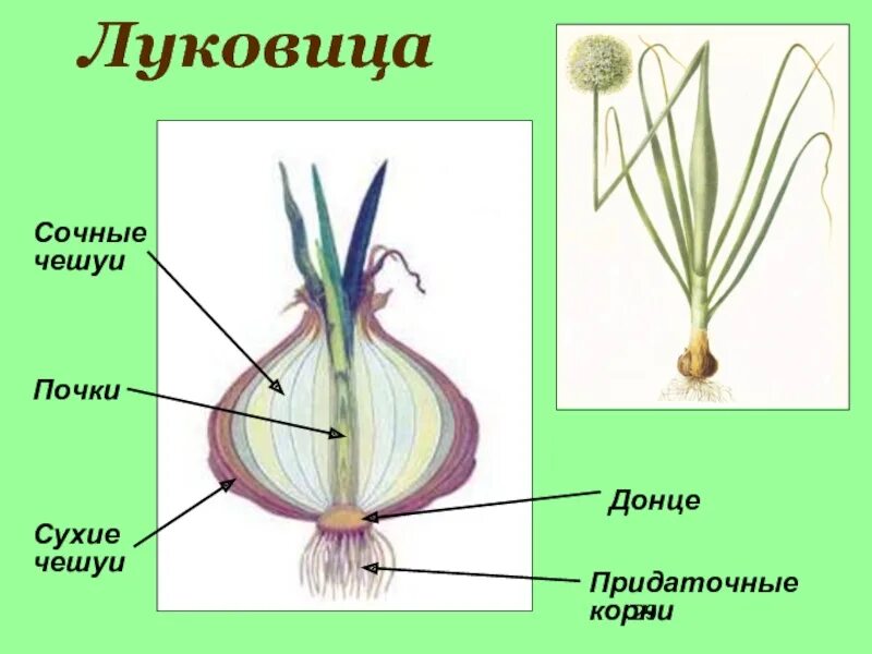 Чеснок видоизмененный корень