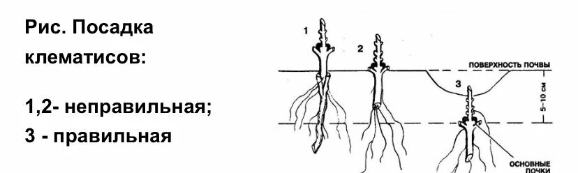 Клематис какая почва. Корневая шейка у клематиса. Корневая шейка у клематиса фото. Клематис корневая шейка при посадке. Посадка клематиса в открытый грунт.