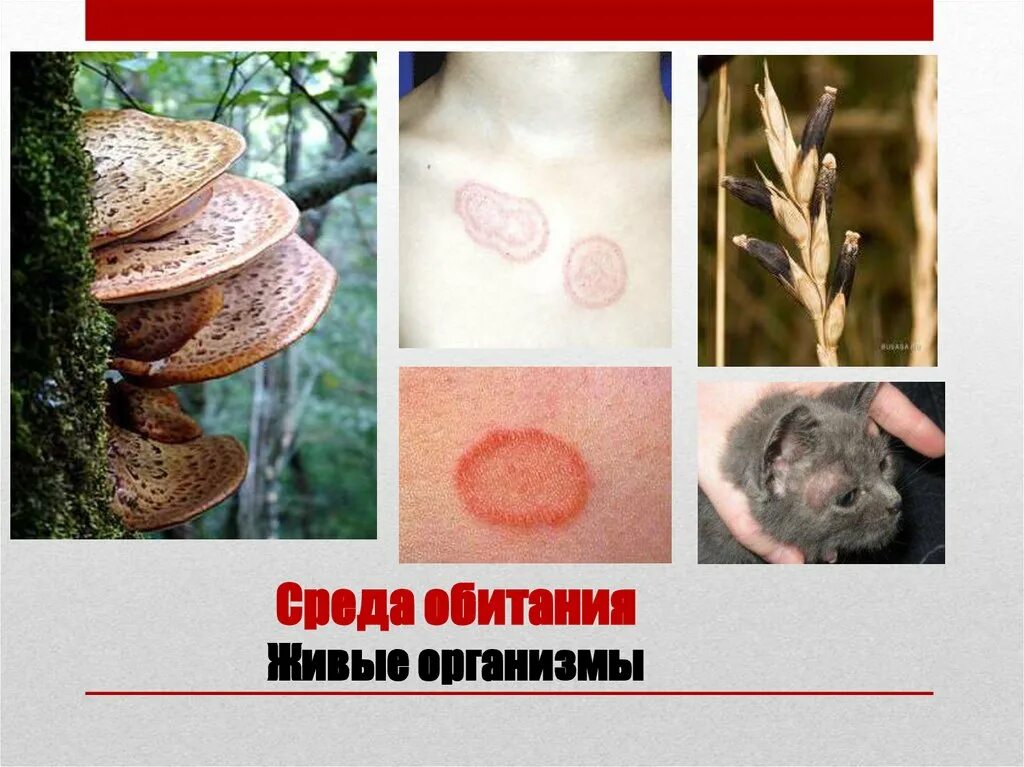 обитатели среды организм. организм как среда жизни. организм как среда обитания по сравнению. среды обитания организмов. живые организмы как среда.