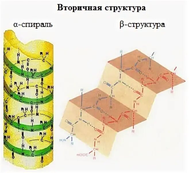 Альфа спираль вторичной структуры белка. Бета спираль вторичной структуры белка. Вторичная структура белка спираль. Бета слой вторичной структуры белка.