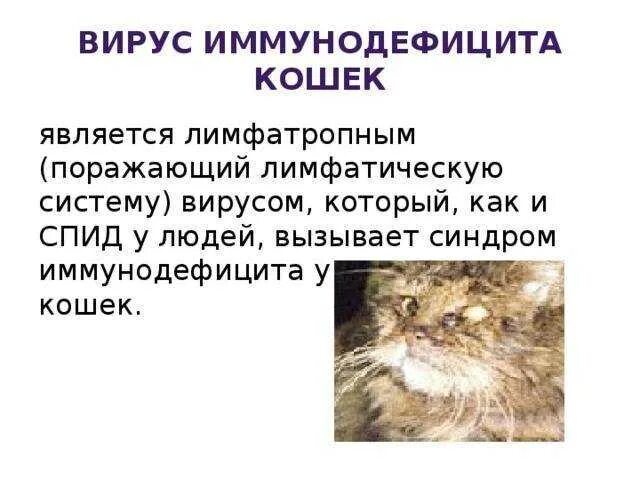 Кошачий вич. Вирусные заболевания кошек. Симптомы иммунодефицита у котят. Вирус иммунодефицита кошек.