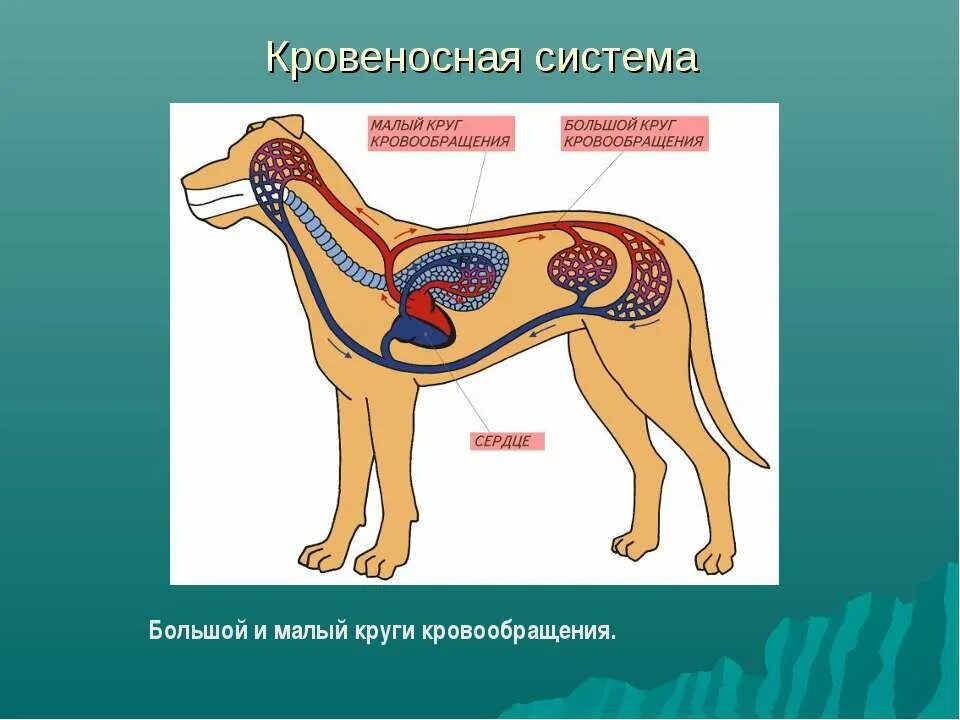 Внутреннее строение млекопитающих конспект. Строение млекопитающих. Внутреннее строение млекопитающих. Внутреннее строение млекопит. Внутренная строени млекопитающие.