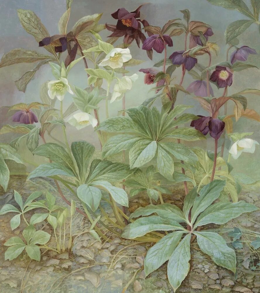 Jane Wormell. Jane Wormell художник. Магнолия пол Джонс Ботаническая живопись. Paul Jones художник.