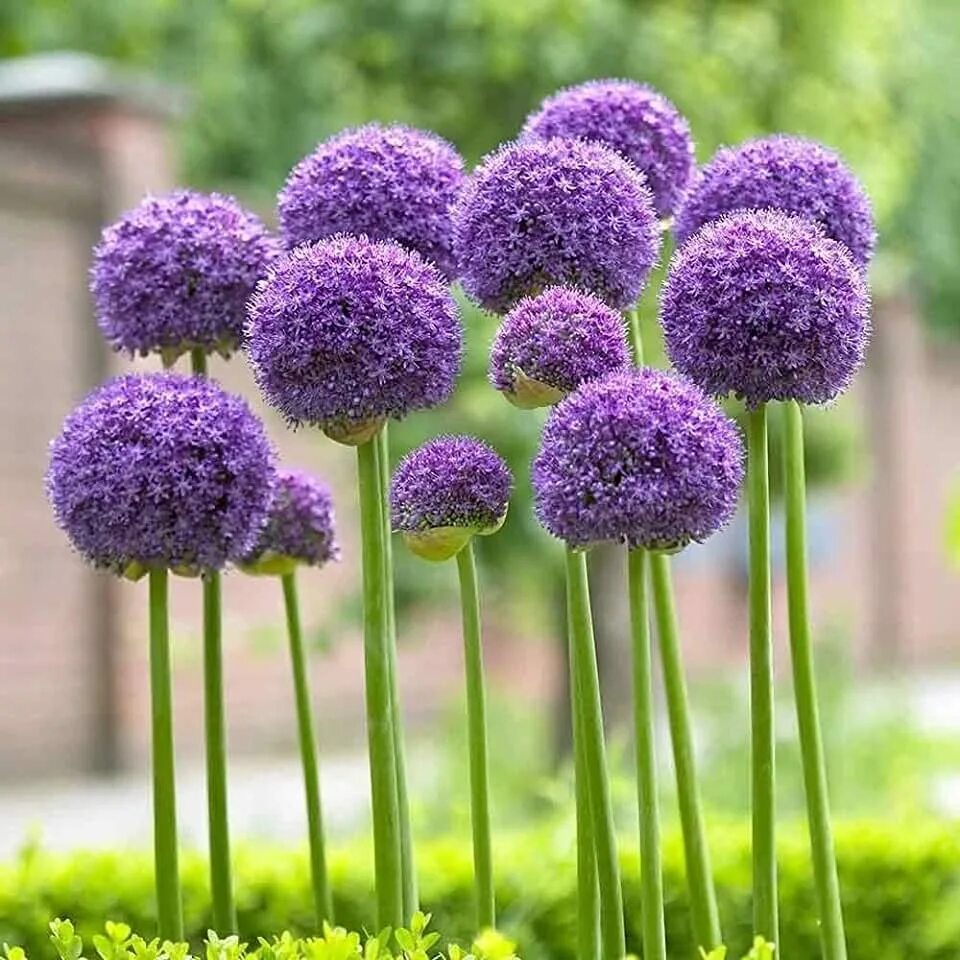 300 семян Фамильная реликвия Allium Giganteum Гигантский лук с фиолетовыми цвето