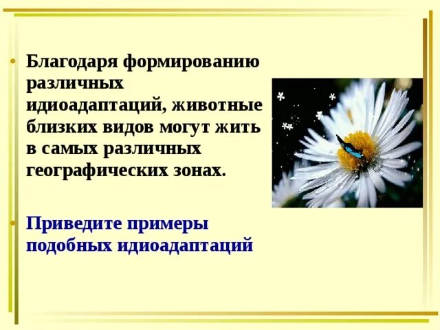 Идиоадаптация цветковых растений обитающих в воде. Идиоадаптация ромашки. идиоадаптации покрытосеменных. идиоадаптация покрытосеменных растений. идиоадаптация кактуса.