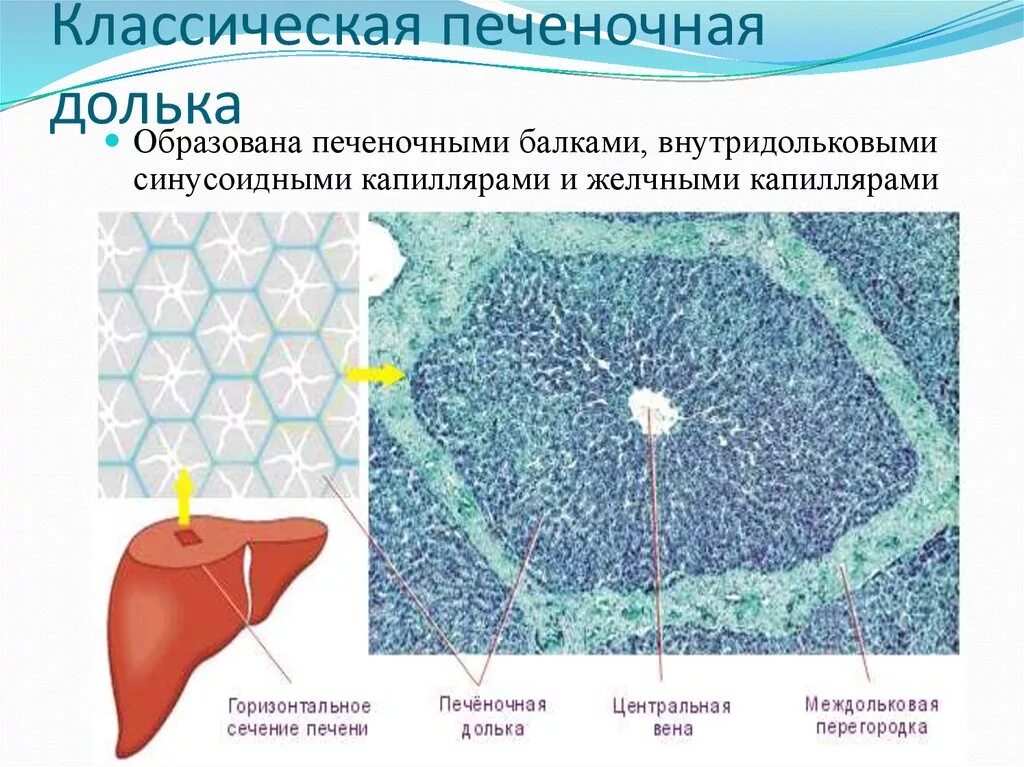 Печень классический. Междольковая Вена печени гистология. Желчные капилляры печени гистология. Строение внутридольковых синусоидных сосудов печени. Балочное строение печени гистология.