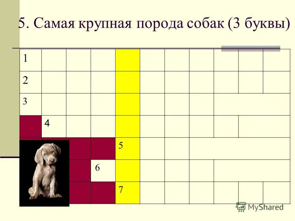 собачка 3 буквы