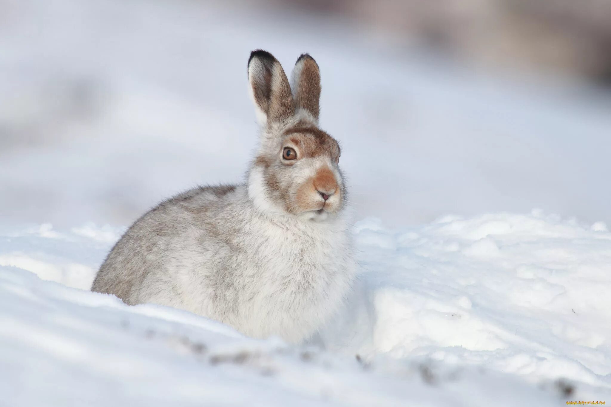 Заяц-Беляк – Lepus timidus Linnaeus, 1758. Заяц Русак зимой. Заяц Русак белый зимой. Беляк и Русак.