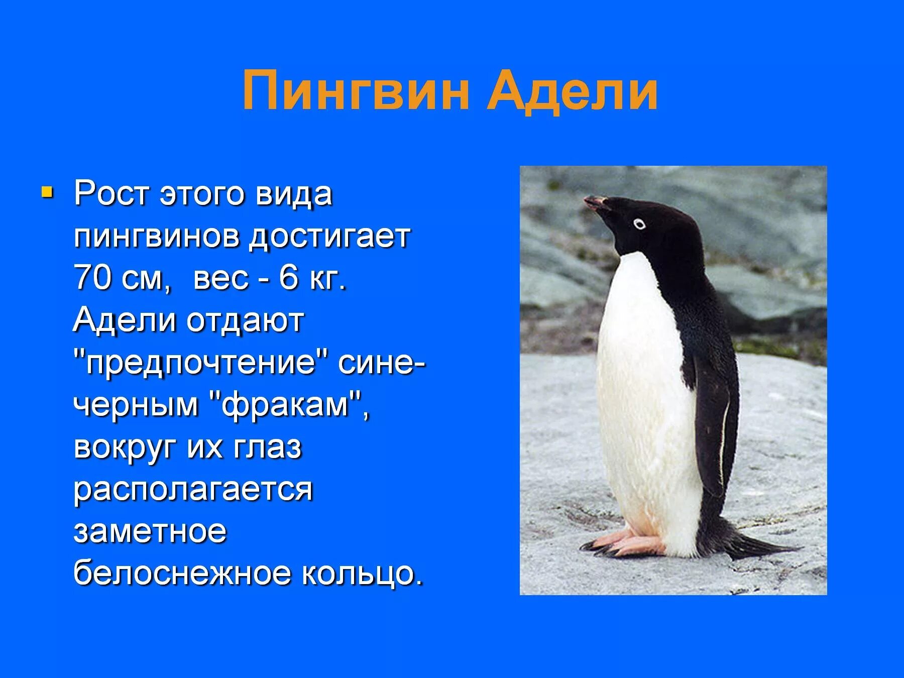 Про пингвина рассказ 1. Пингвины описание 1 класс. Описание пингвина. Презентация на тему пингвины. Пингвин Адели.