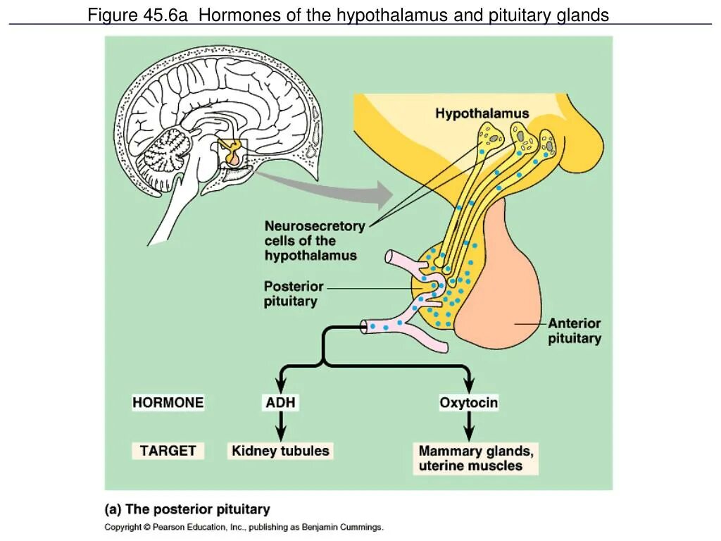 Pituitary Gland vasopressin. Гипоталамус. Posterior pituitary. Вазопрессин гипоталамус функции.