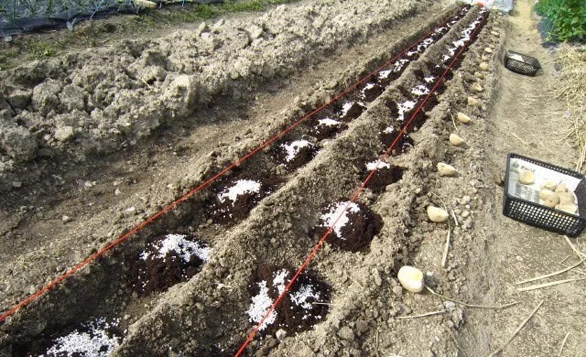 Технология посадки картошки. Способы посадки картофеля. Посадка картошки сдвоенными рядами. Китайский метод посадки картофеля.