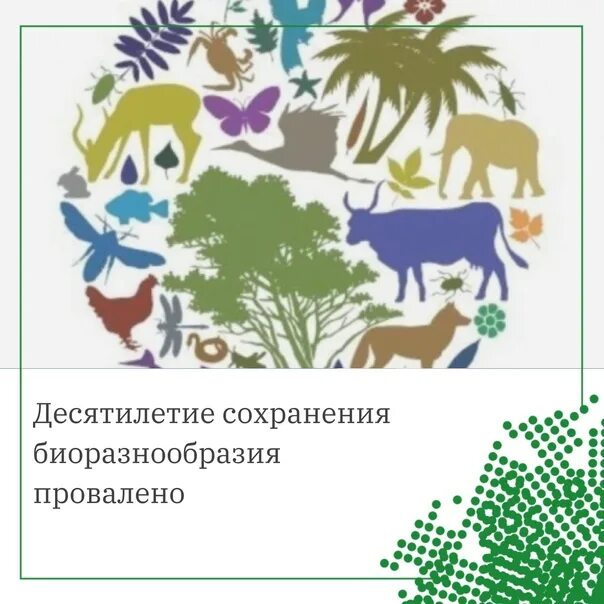 Сохранение биоразнообразия. Уменьшение биоразнообразия схема. Организации биоразнообразия. День биоразнообразия. Биоразнообразие в экосистеме