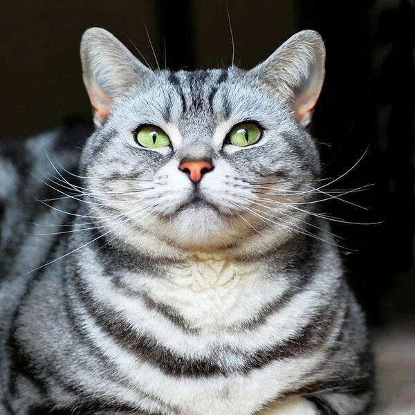 Pelo corto americano American shorthair cat, British shorthair cats, American sh