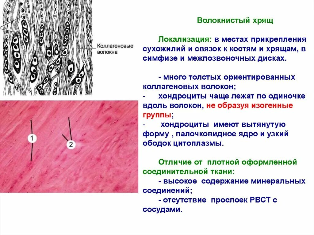 Суставный хрящ какая ткань. Хрящевая ткань волокнистый хрящ. Хрящевая соединительная ткань строение. Локализация и строение волокнистого хряща. Волокнистая хрящевая ткань локализация в организме.