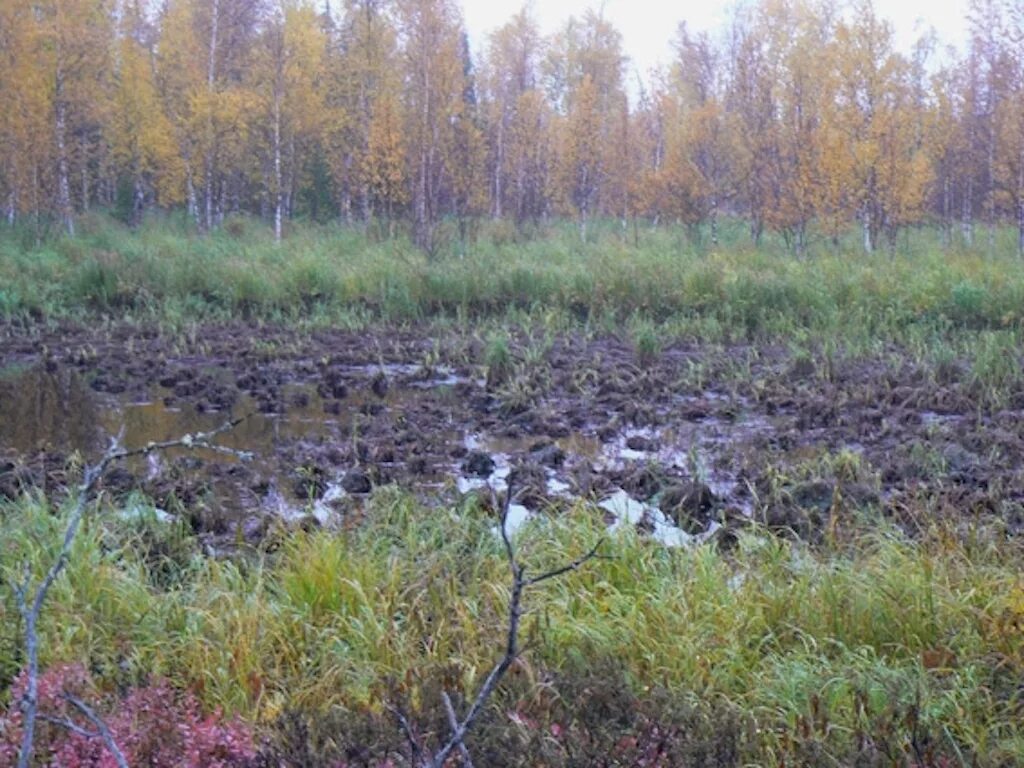 Болото кислород. Сибирские торфяные болота. Барское торфяные болота. Торфяные болота трясина. Торфяное болото Филиппи.