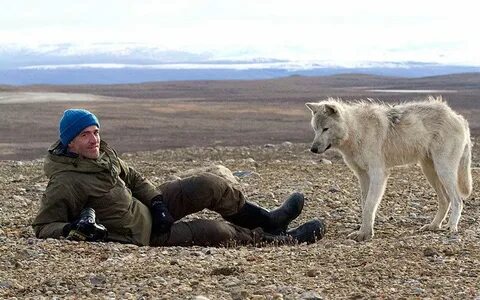 Wolfe