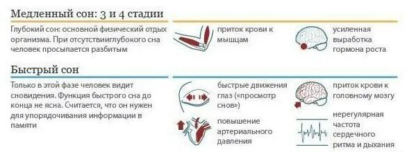 Почему человек дергается во сне причины. Что происходит в организме во время сна. что происходит с организмом во сне. что происходит во время сновидения. что происходит с организмом человека во время сна.