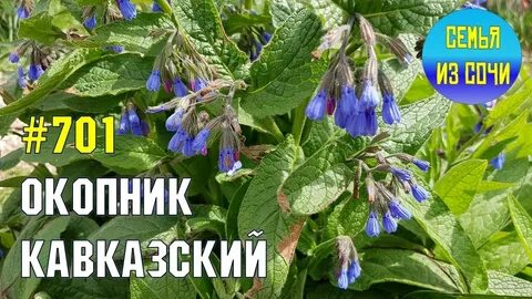 Слушать аудиокнигу окопник
