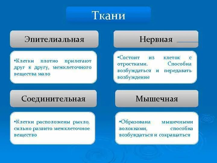 Клетки плотно прилегают друг к другу. Клетки плотно прилегают друг к другу какая ткань. Ткань состоящая из плотно прилегающих друг к другу клеток. Клетки плотно прилегают друг образуют.