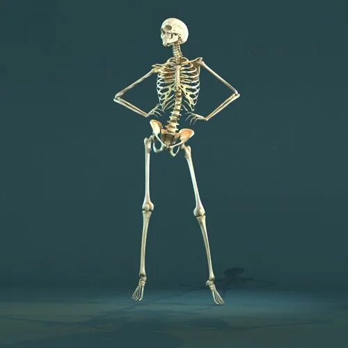 Скелет. Скелет позы. Скелет референс. Скелет человека референс. Женщина с нарушением в развитии скелета