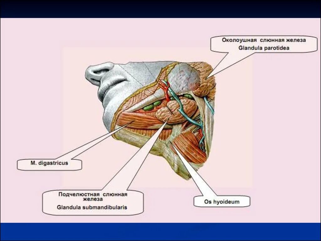 Glandula submandibularis анатомия. Подчелюстная железа (glandula submandibularis. Правая околоушная железа