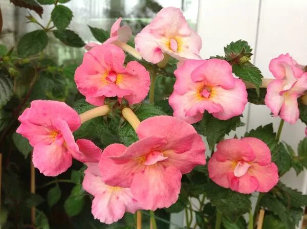 Sweet pain 1971. Sweet pain - discography. ахименес свит соур. Sweet agony. Sweet agony.