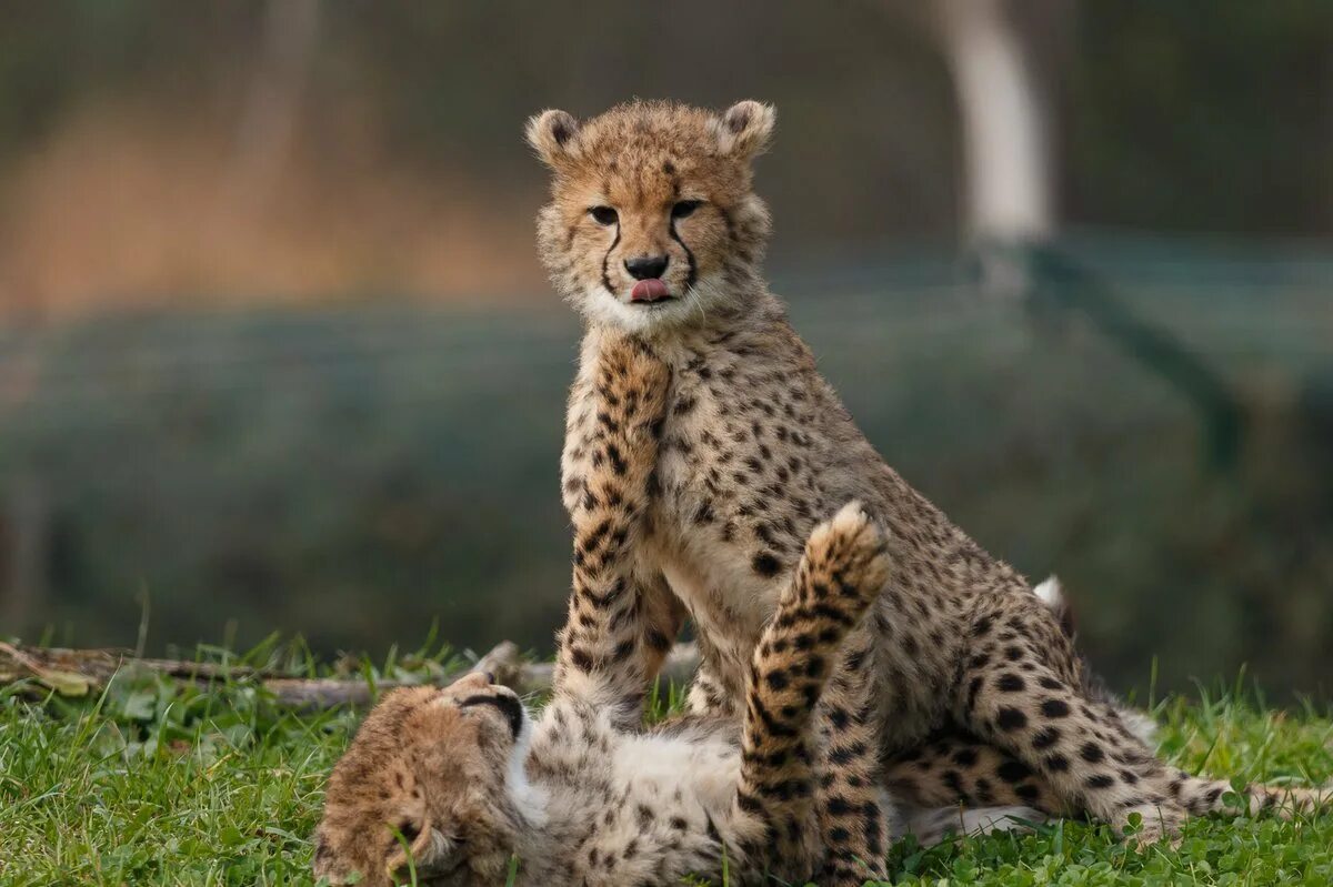 Котята гепарда. Маленький гепард. Азиатский гепард детеныши. Котята гепарда. Детеныш гепарда.