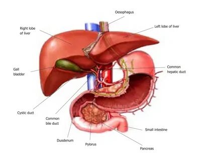 Figure 1 Anatomy of the liver and its macroscopic relationship to the intes...