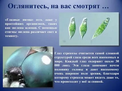 Пример преимущества которое дает насекомым такое зрение