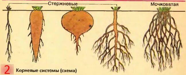Стержневая корневая система состоит из. Стержневая корневая мочковатая корни. Типы корневых систем стержневая мочковатая смешанная. Схема стержневой и мочковатой корневых систем. Мочковатая система корня у свеклы.